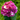 Pinkki hortensia-kestokukka | ⌀19 x 80 cm