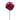 Syvänpunainen hortensia-kestokukka | ⌀17 x 50 cm