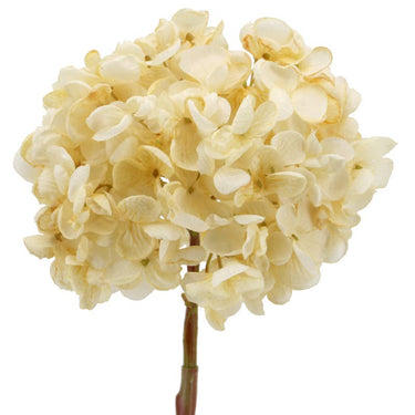 Kermanvalkoinen hortensia kestokukka | ⌀16 x 60 cm-Floratexx-Sasu’s sisustus- ja huonekaluliike