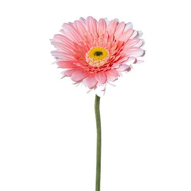 Lohenpunainen gerbera | ⌀11 x 63cm-GASPER GmbH-Sasu’s sisustus- ja huonekaluliike