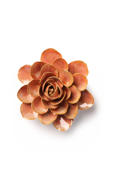 Persikanvaaleanpunainen begonia-posliinikukka Chive, ⌀11,4 x 5,7 cm – tuotekuva
