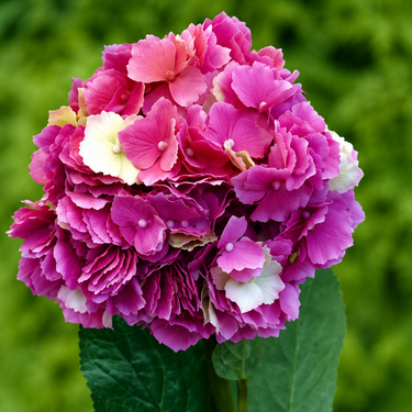 Pinkki hortensia-kestokukka | ⌀19 x 80 cm-Mezu Silk Flowers-Sasu’s sisustus- ja huonekaluliike