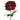Pinkinpunainen pioni-kestokukka | 68 cm – Floratexx