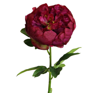 Pinkinpunainen pioni-kestokukka | 68 cm – Floratexx