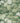 Rhododendron Walk Puck | non-woven tapetti | In the Garden