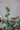 Somiste Fleur Cedar Tree w. snow H30 cm green