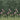 Upper Brook St. Night Garden | non-woven tapetti | National Trust Papers III
