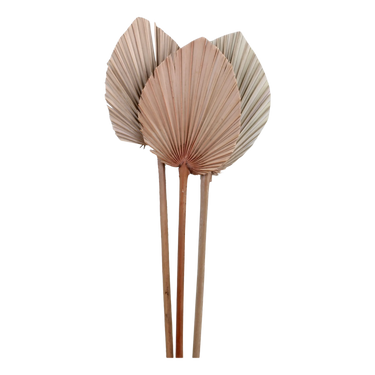 Fleur Dried Palm Leaf H40/L13 cm nature
