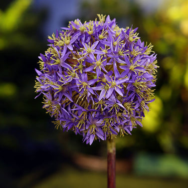 Violetti allium-kestokukka | 90 cm-Mezu Silk Flowers-Sasu’s sisustus- ja huonekaluliike