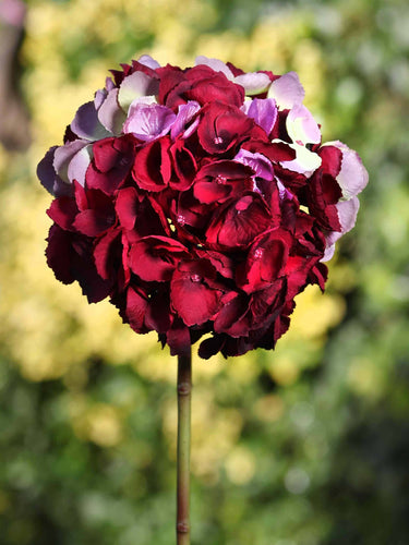 Syvänpunainen hortensia-kestokukka | ⌀17 x 50 cm