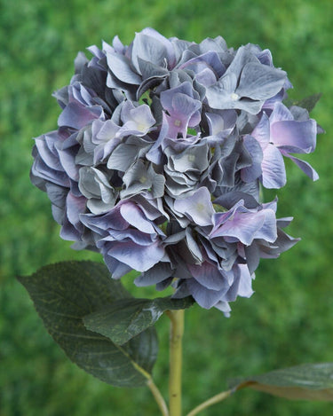 Murretun sininen hortensia-kestokukka | ⌀19 x 80 cm