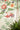 Asterid Lantern | non-woven tapetti | Archive Trails II
