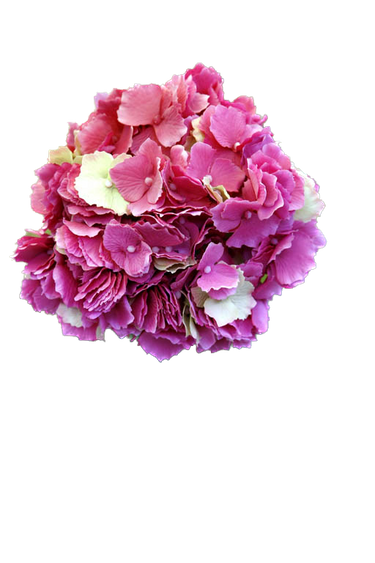 Pinkki hortensia-kestokukka | ⌀19 x 80 cm