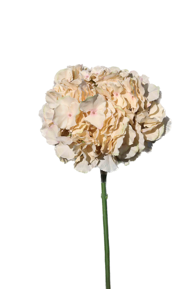 Karamellin sävyinen hortensia-kestokukka | ⌀24 x 52 cm