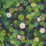 Lily Pads Hopper | non-woven tapetti | In the Garden