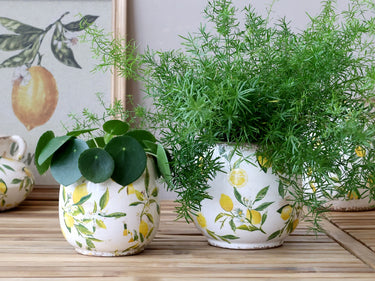 Limone Planter w. lemon motif H14/D15 cm cream